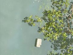 -北海金海湾红树林生态旅游区