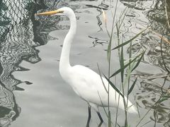 -五缘湾湿地公园
