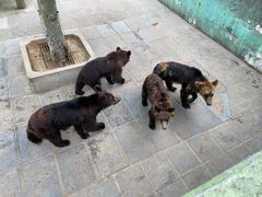 -西霞口神雕山野生动物世界