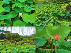 -广州莲花山旅游区