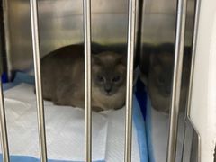 -康乐宝动物医院