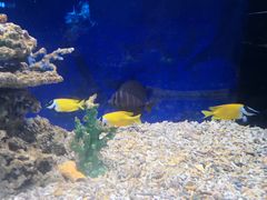-沙沙哗啦海洋馆(华宇百花谷店)