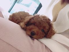 -李小姐の猫咖啡馆(五角场店)