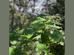 -杭州半山国家森林公园