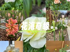 -三水森林公园