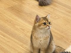 -有喵·猫咖·狗咖·30几只猫10只小狗(岗厦店)