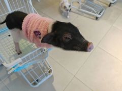 -怪兽屋·羊驼·猫咖·狗咖(俊华广场店)