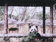 -上海野生动物园
