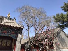 -护国法轮寺