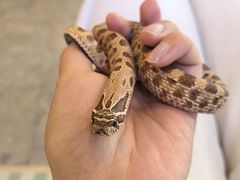 -吉丁鸟咖·异宠·寄养