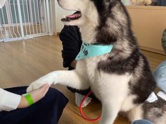 -Husky Go! 哈士奇体验馆·宠物咖啡厅狗咖