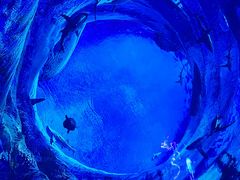 -海合安成都极地海洋公园