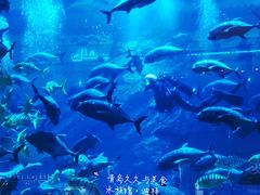 -迪拜水族馆及水下动物园