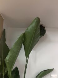 -阿噶西美甲美睫