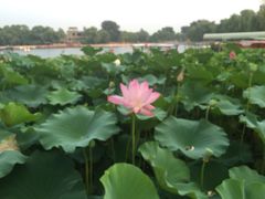 -小王府(什刹海店)