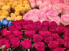 -越秀西湖花市(广州城市广场花卉店)