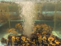 -阿伟海鲜楼·福建菜(延寿店)