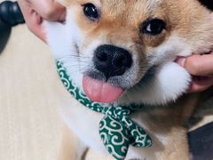 -逗柴咖啡屋·狗咖猫咖宠物桌游