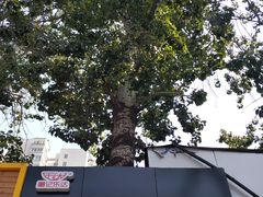 -乐达酸菜鱼面(山师东路店)