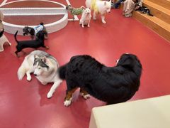 -和它·交个朋友·狗咖猫咖(爱琴海店)