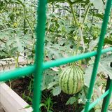放到水池里，鱼就会跑上来咬奶瓶