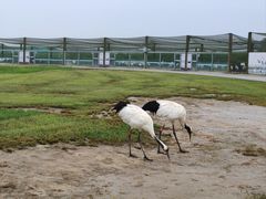-盐城丹顶鹤湿地生态旅游区