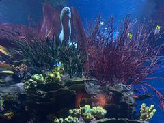 -迪拜帆船酒店海底餐厅