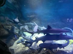 -烟台海昌鲸鲨海洋公园