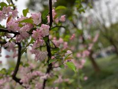 -陆家嘴中心绿地
