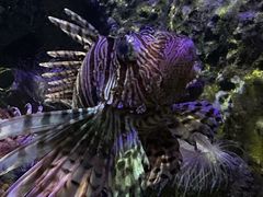 -太平洋海底世界