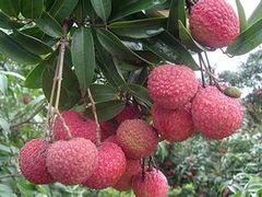 香山鸡嘴荔枝-香山鸡嘴荔枝