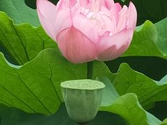 -陈家山荷花公园