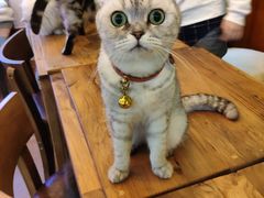 -李小姐の猫咖啡馆(五角场店)