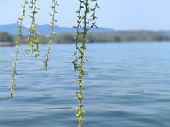 -浙江西子宾馆·瑶园咖啡厅