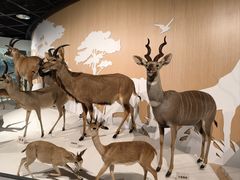 -陕西自然博物馆