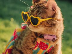 -爱妮康宠物医院·干细胞免疫细胞·肿瘤·心脏(张江店)