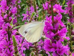 -茅兰沟国家森林公园