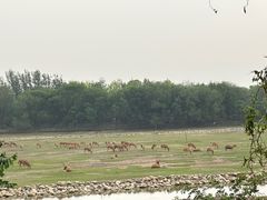 -北京麋鹿生态实验中心