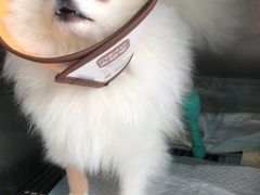 -美联众合动物医院(唯恩分院)