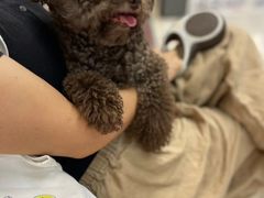 -爱妮康宠物医院·干细胞免疫细胞·肿瘤·心脏(张江店)