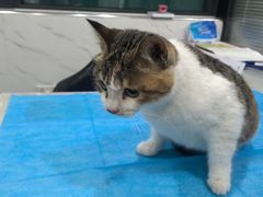-伟伟宠物医院·CT影像中心·瑞派犬猫综合性门诊(汉口总院)