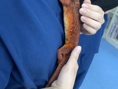 -博特宠物医院24h犬猫全科.骨科·异宠