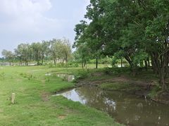 -盐城丹顶鹤湿地生态旅游区