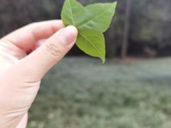 -昆明植物园