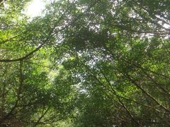DSC01406-大湾区中央湿地公园