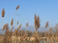 -野鸭湖国家湿地公园