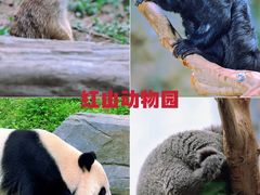-红山森林动物园