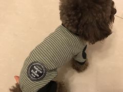 -爱宠屋pet shop·宠物洗澡·宠物美容
