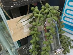-津椰本·海南正宗椰奶清补凉(店一店)