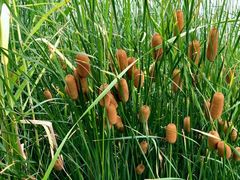 -野鸭湖国家湿地公园